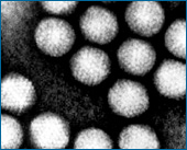 Adenovirus.jpg