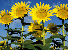 Sunflowers domestic.jpg
