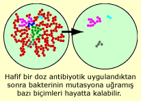 B3a antibacterial copy.png