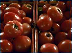 Tomatoes domestic.jpg