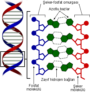 Dna structure.png