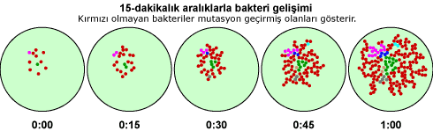 B3a-sayfa2-bacterialgrowth.png