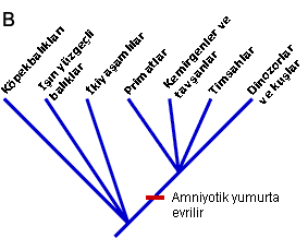 YS3 amnio phylo tr.gif