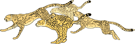 Cheetahs.gif