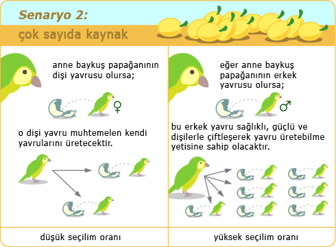 Kakaposcenario2.gif