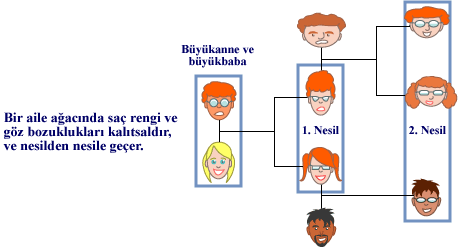 Family tree.png